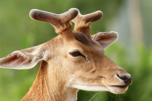 Deer with growing antlers — Stock Photo, Image