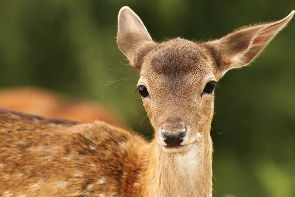 Fallow deer calf looking at camera — Stock Photo, Image