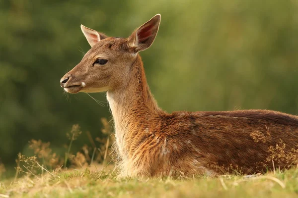 Fallow deer resting on glade — Stock Photo, Image