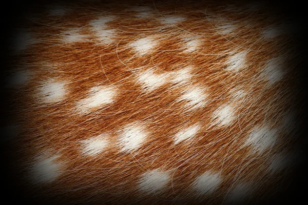 Fallow deer spotted fur — Stock Photo, Image