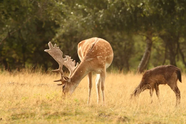 Alageyik stag otlatma — Stok fotoğraf