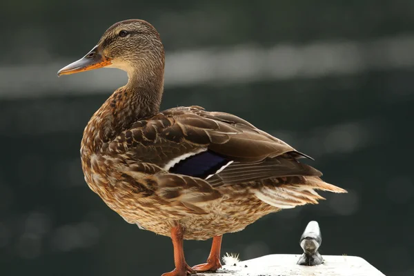 Female mallard on a boat — Stock Photo, Image