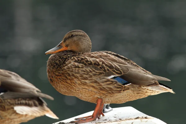 Canard colvert femelle reposant — Photo