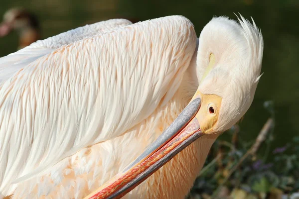 Grande preening pelicano — Fotografia de Stock