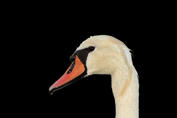 Isolated mute swan portrait — Stock Photo, Image