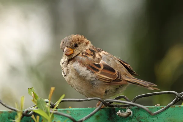 Moineau domestique sur clôture métallique — Photo