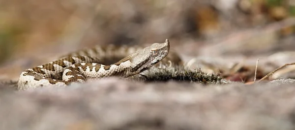 不成熟的蝰蛇模拟 — 图库照片