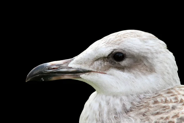 Retrato de gaviota juvenil sobre negro — Foto de Stock