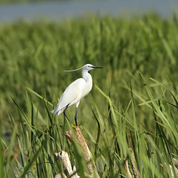 Pequeno Egret em juncos — Fotografia de Stock