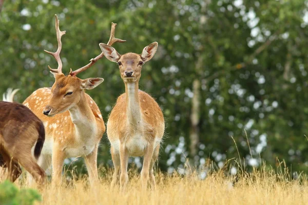 Samiec i samica jeleni odłogiem — Zdjęcie stockowe