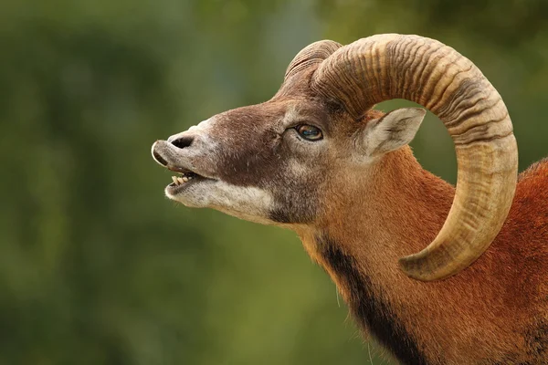 Mouflon accouplement rituel — Photo