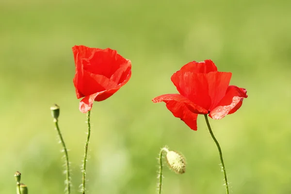 Två vallmo blommor — Stockfoto