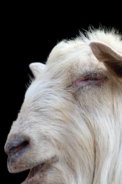 Witte ram portret op donkere achtergrond — Stockfoto