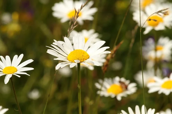 Wild margrieten op weide — Stockfoto