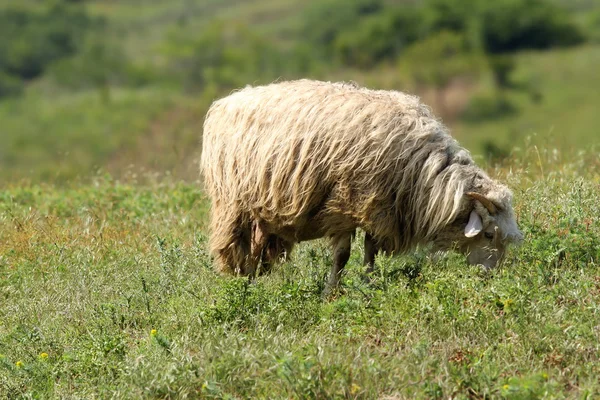Weiße Schafe auf der Wiese — Stockfoto