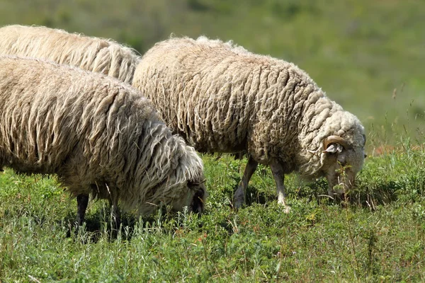 Pâturage des moutons blancs — Photo