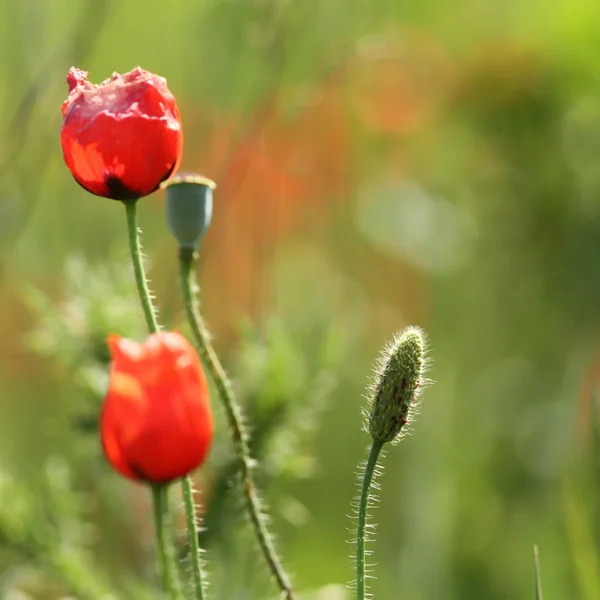 Vilda röd vallmo bud — Stockfoto