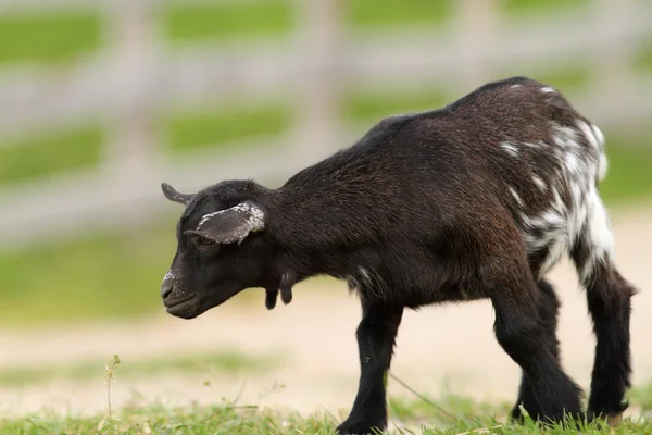 Black young goat on farm alley — Stock Photo, Image