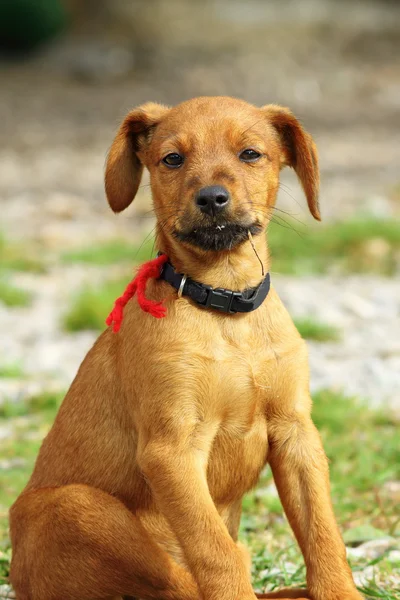 Cachorrinho bege — Fotografia de Stock