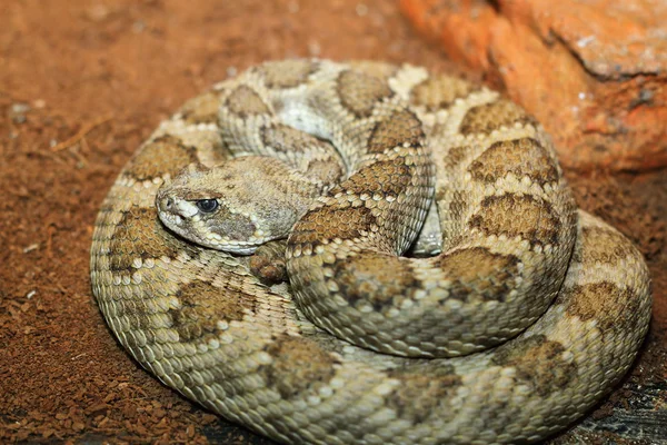 Fångenskap crotalus viridis — Stockfoto