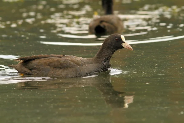 Common coot swimming on pond — Stock Photo, Image
