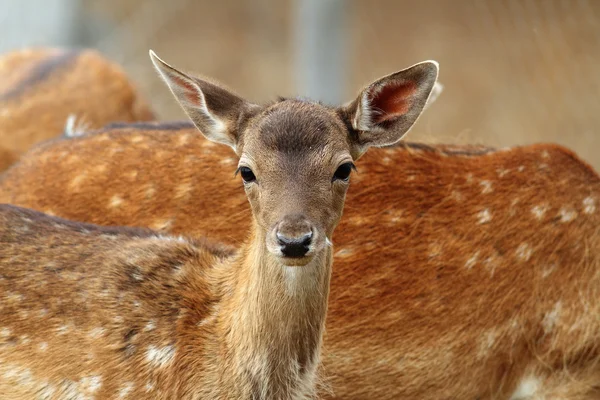 Fallow deer calf curious face — Stock Photo, Image