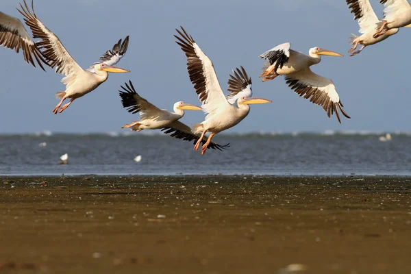 Flock of great pelicans ( Pelecanus onocrotalus ) in flight over sea — Stock Photo, Image