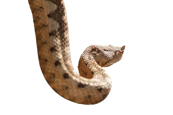 Horned viper geïsoleerd over Wit — Stockfoto