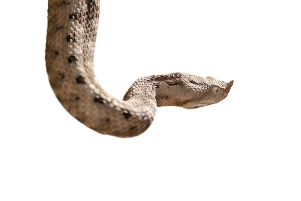 Izolované nos zmije růžkatá — Stock fotografie