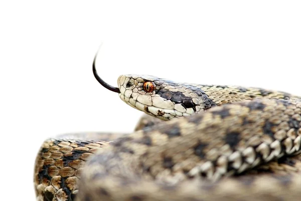 孤立した毒毒蛇 — ストック写真