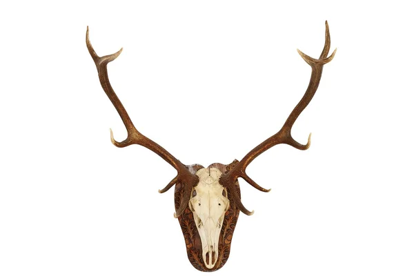 Majestic red deer stag hunting trophy — Stock Photo, Image