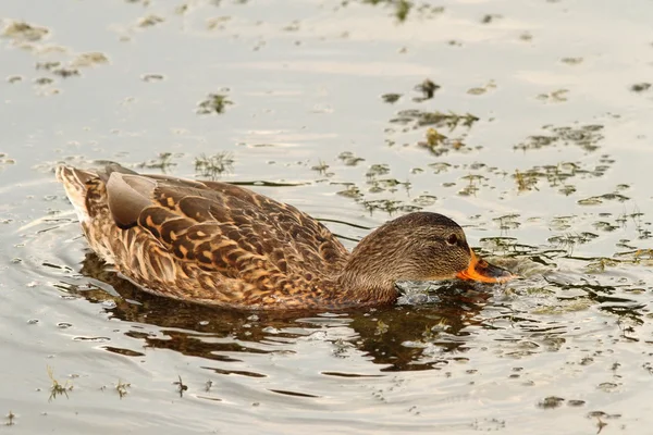 Mallard duck searching for food — Stock Photo, Image