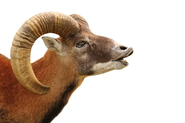 Retrato de mouflon em branco — Fotografia de Stock