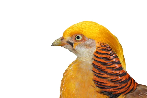 Portrait of a golden pheasant — Stock Photo, Image