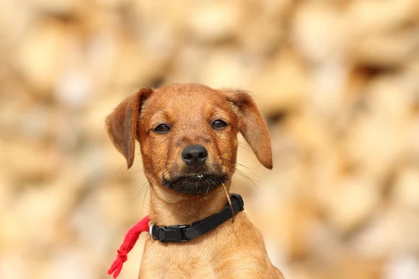 Muotokuva söpö koira — kuvapankkivalokuva