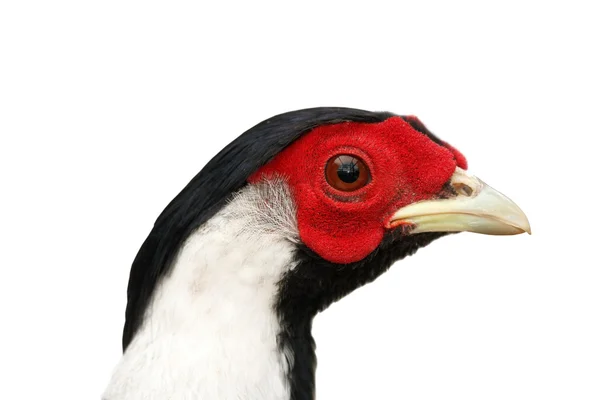 Silver pheasant isolated portrait — Stock Photo, Image