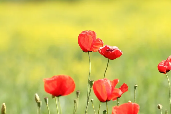 Some poppies on green background — Stock Photo, Image