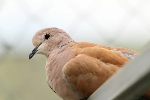 Portrait of eurasian collared dove — Stock Photo, Image
