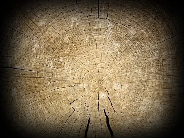 Oddíl o starých dubových paprsek — Stock fotografie