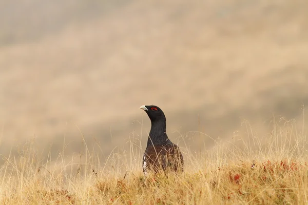 Tetrao urogallus v sezóně podzim — Stock fotografie