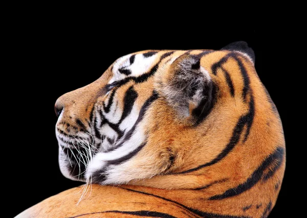 Cabeza de tigre sobre fondo oscuro — Foto de Stock