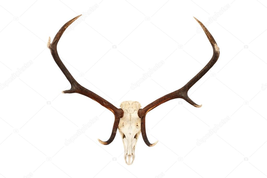 big red deer hunting trophy