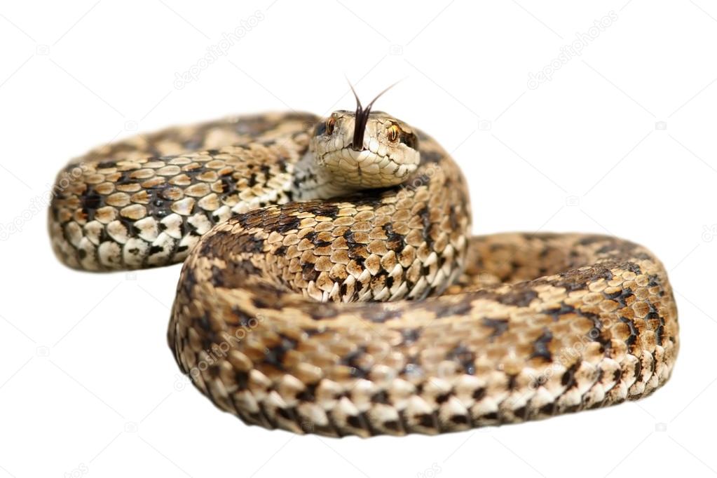 isolated venomous snake ready to attack