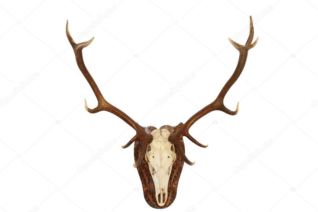 majestic red deer stag hunting trophy