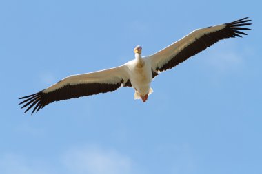 Açık kanatlı büyük Pelikan