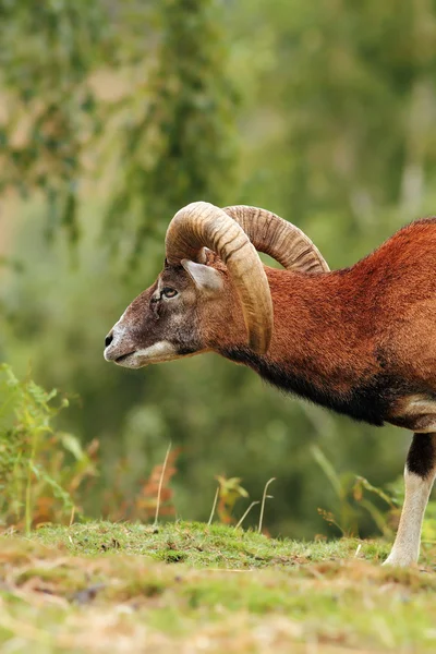 Big mouflon ram over green background — Stock Photo, Image
