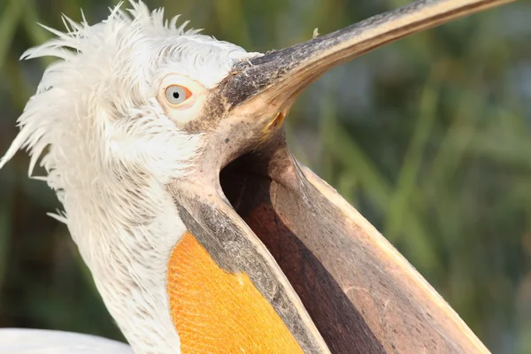 Dalmatian pelicano com bico aberto — Fotografia de Stock