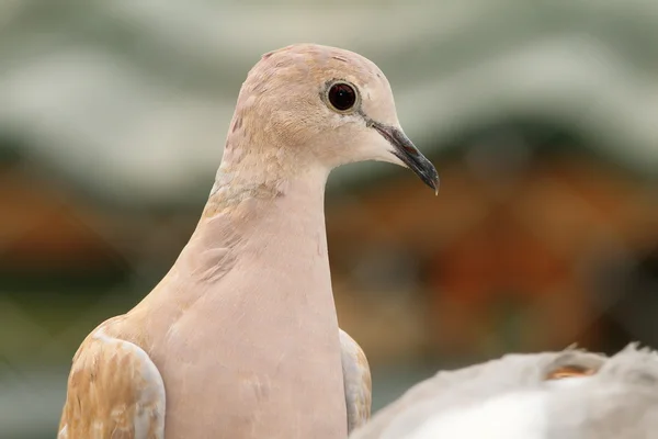 Euroasijských límečkem holubice portrét — Stock fotografie