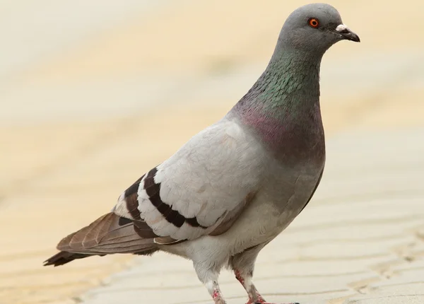 Pombo selvagem na rua urbana — Fotografia de Stock