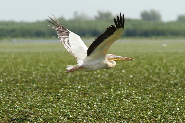 Great pelican flying over marsh — Stock Photo, Image